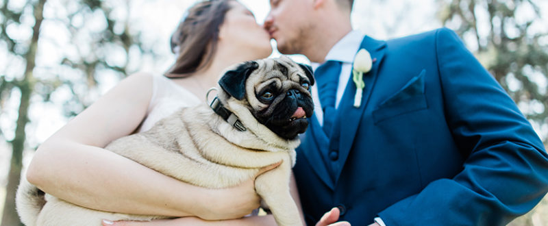 mops dog couple wedding images